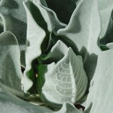 Arctic Summer Mullein
